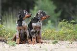 BEAUCERON - PUPPIES 070